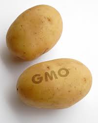 GMO