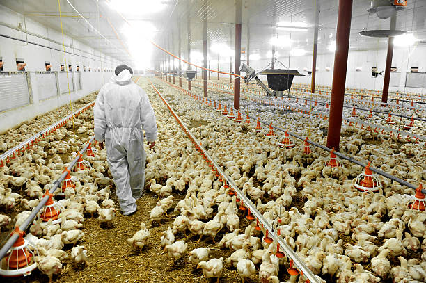 UK poultry